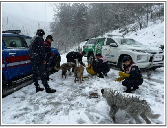 Jandarmadan sahipsiz hayvanlara koruma.