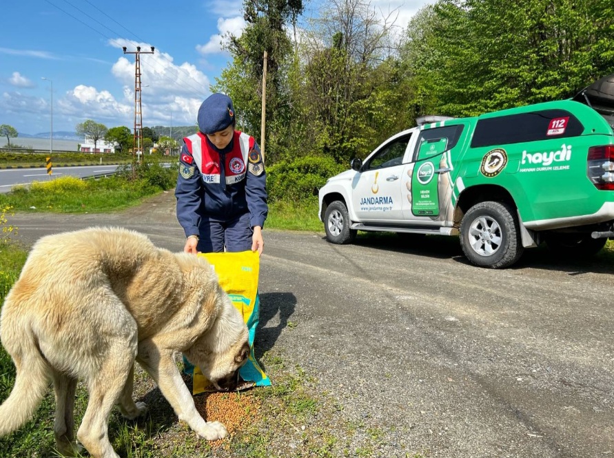 Jandarma’dan sokak hayvanlarına ilgi.