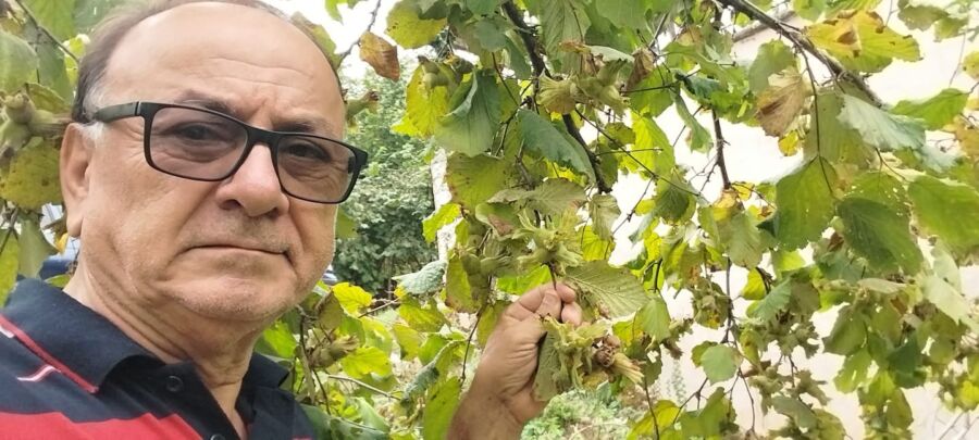 FINDIKTA BÜYÜK VURGUN DEVAM EDİYOR