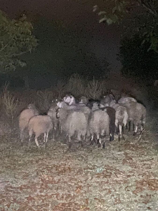 Kayıp Hayvanları Jandarma buldu.