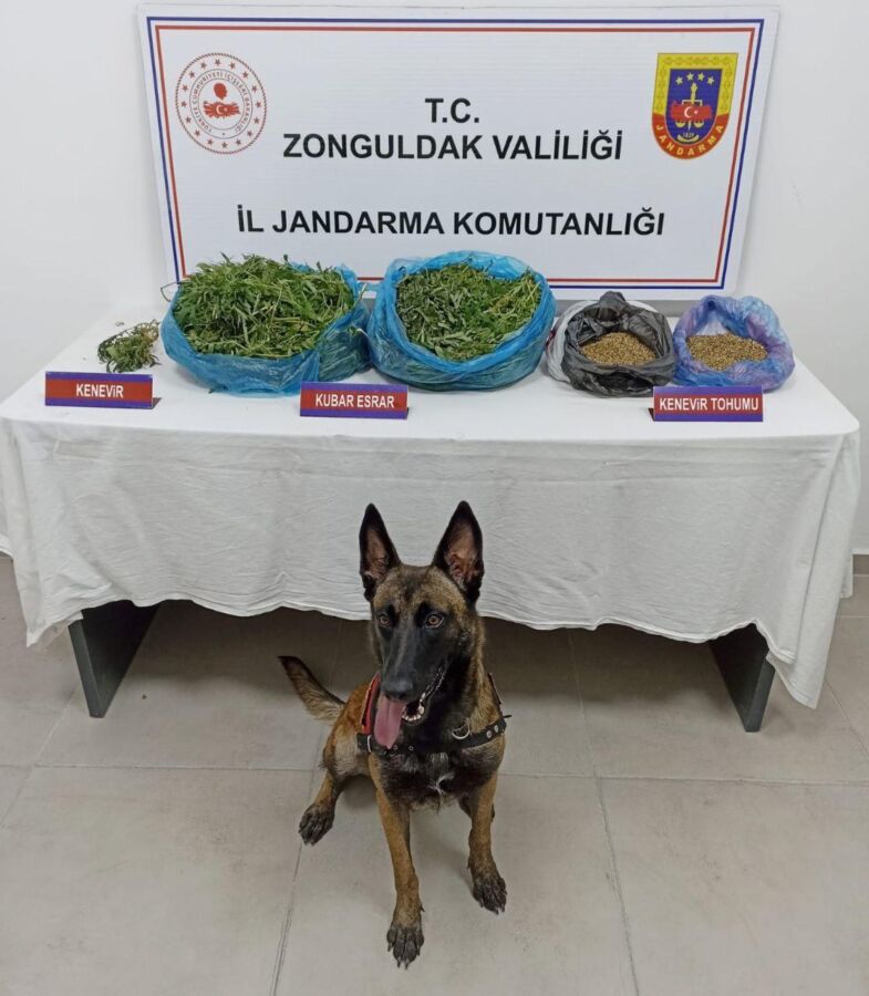 Kilimli’de kaçak kenevir yetiştiren yakalandı.