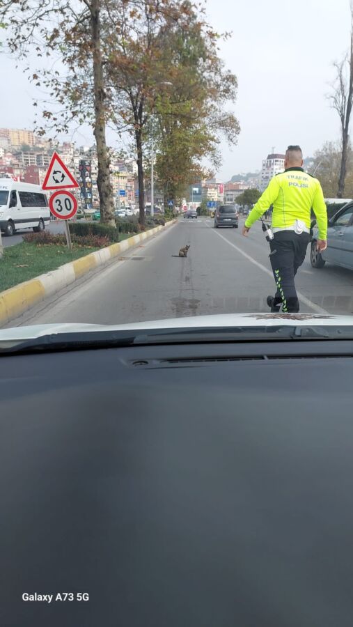 Yaralı kedi veterinere eteslim edildi.